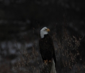 2015 02 21 Redwing 007
